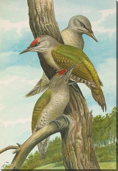 Картина Пикус канус