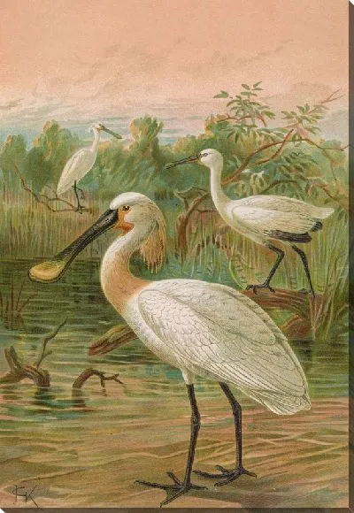 Картина Платалея лейкородия