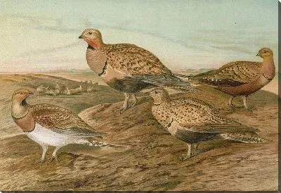 Картина Птероклес аренариус