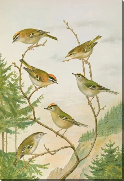 Картина Регулус игникапилл, Регулус регулус