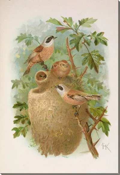 Картина Ремизус пендулинус