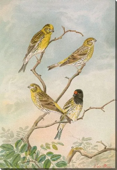 Картина Серинус серинус, Серинус петус