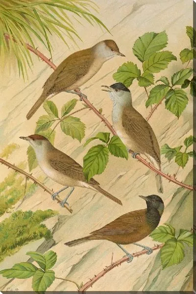 Картина Сильвия атрикапилла