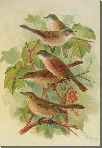 Картина Сильвия куррука, сильвия, симплекс