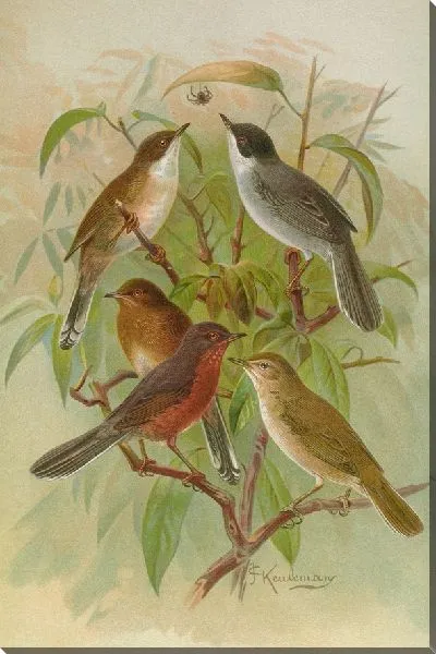 Картина Сильвия меланоцефальная, Сильвия недоношенная, Гиполис саликария