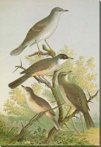 Картина Сильвия низория, Сильвия орфея Темм