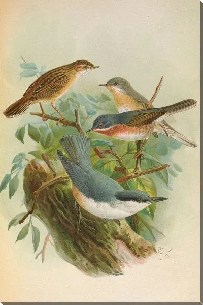 Картина Сильвия субальпина Бонелли, Цистикола цистикола, Ситта Неумайери Миха