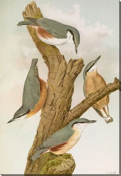 Картина Ситта европейская цезия, Ситта европейская L.