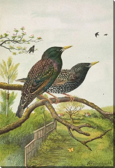 Картина Стурнус обыкновенный