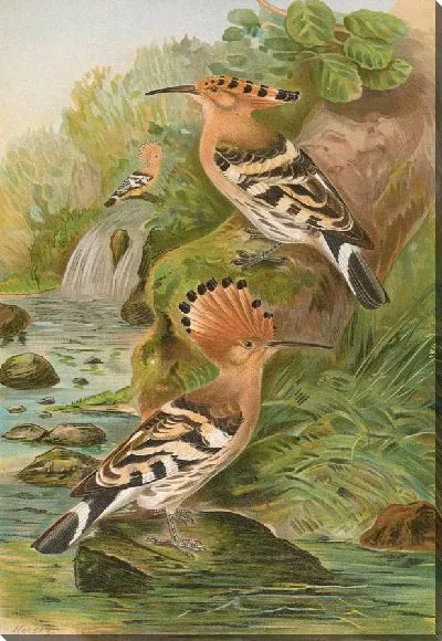 Картина Упупа эпос