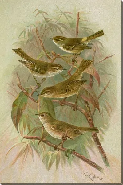 Картина Филлоскоп прямостоячий, надбровный, рыжий, тристис Блит