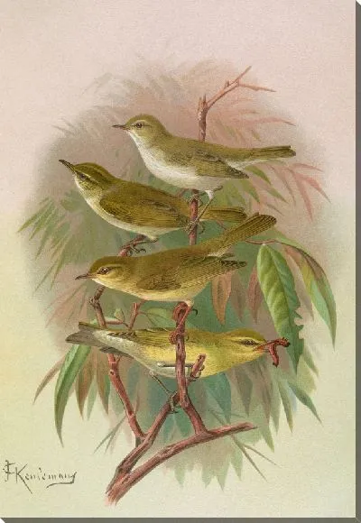 Картина Филлоскопус Боннеллиус, коронатус, трохилус, шипящий