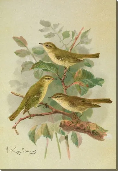 Картина Филлоскопус вириданский, нитидус северный