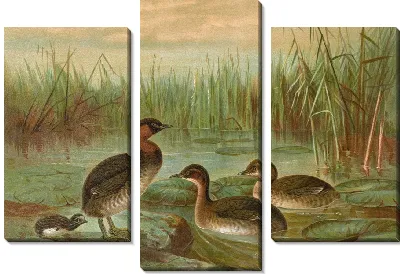 Картина Colymbus fluviatilis Tunst