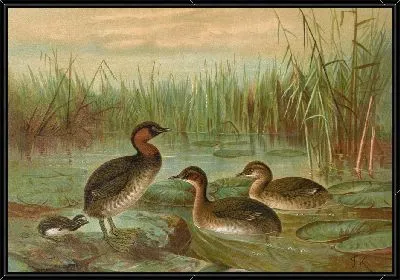 Картина Colymbus fluviatilis Tunst
