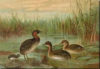 Картина Colymbus fluviatilis Tunst