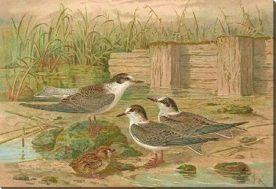 Картина Гидрохелидон гибридный