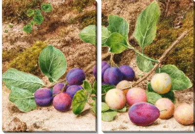 Модульная картина Натюрморт (Still-life) №32