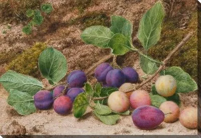 Постер Натюрморт (Still-life) №32