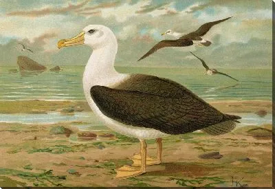 Картина Диомедея меланофрис Бойе, Шварццюгелигер Альбатрос