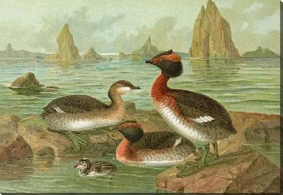 Картина Золотистый колибри (Colymbus auritus L.), Чешуекрылый лапчатокрыл