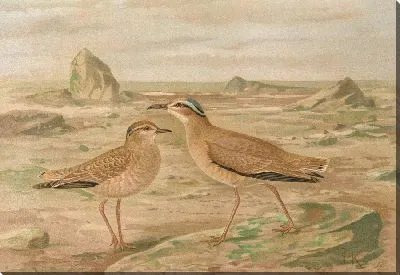 Картина Курсориус галликус