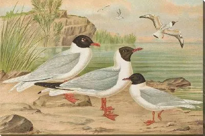 Картина Ларус мелкоклювый