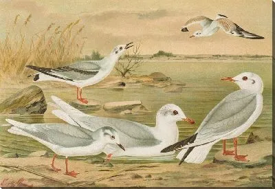 Картина Ларус минутус Пелл (2)