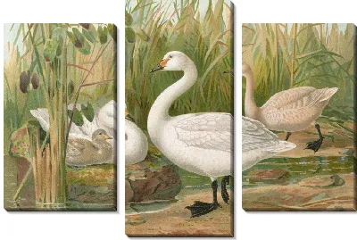 Картина Лебедь Бевики Яррелл