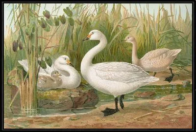 Картина Лебедь Бевики Яррелл