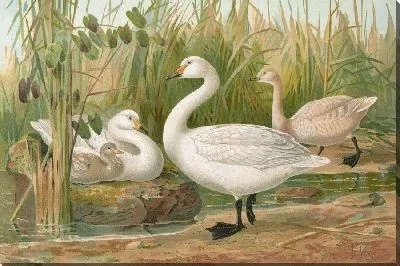 Картина Лебедь Бевики Яррелл