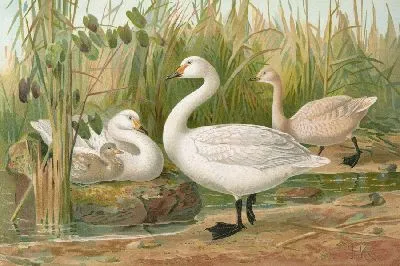 Картина Лебедь Бевики Яррелл