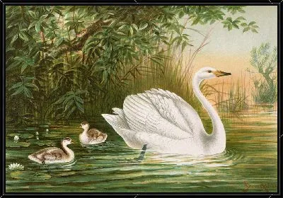 Картина Лебедь