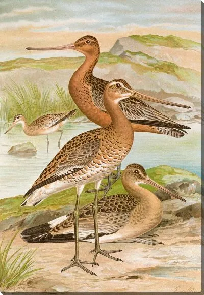 Картина Лимоза Limosa