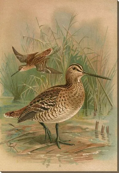 Картина Мажор Галлинаго