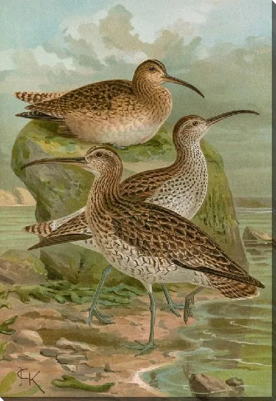 Картина Нумений феопус