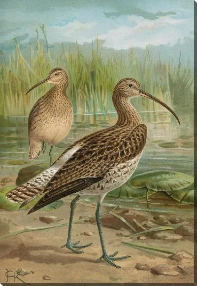 Картина Нумениус дугообразный