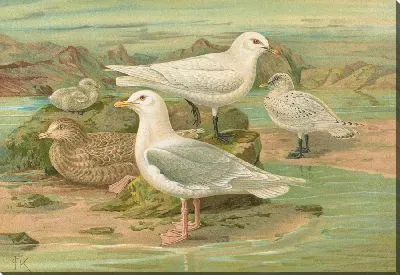 Картина Пагофила черная