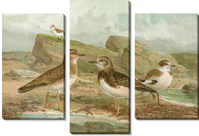 Картина Певчая песчанка, Charadrius alexandrinus