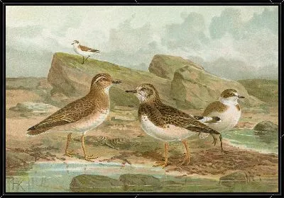 Картина Певчая песчанка, Charadrius alexandrinus