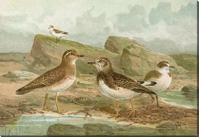 Картина Певчая песчанка, Charadrius alexandrinus