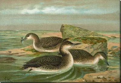 Картина Полярно-Зитаухер.