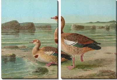 Картина Синеглазка обыкновенная (Chenalopex aegyptiacus)