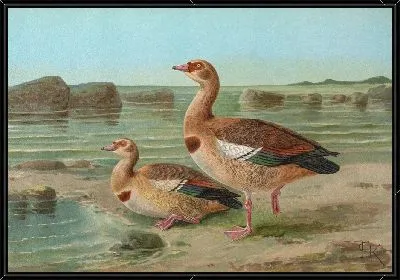 Синеглазка обыкновенная (Chenalopex aegyptiacus)