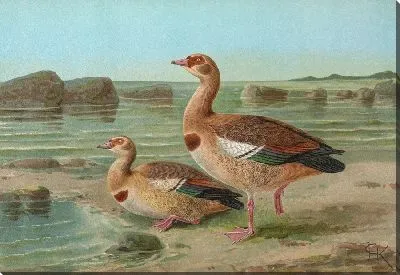 Синеглазка обыкновенная (Chenalopex aegyptiacus)