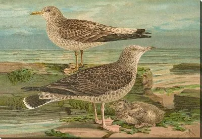 Картина Старение Ларуса