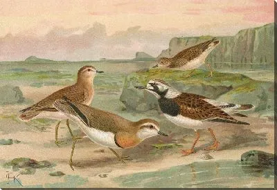 Картина Харадрий азиатский, Аренария интерпрес