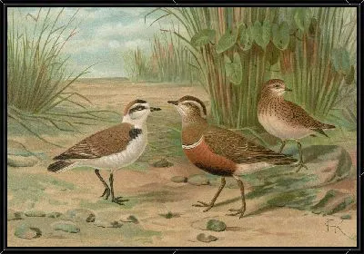 Харадрий александринус, Харадрий моринеллус