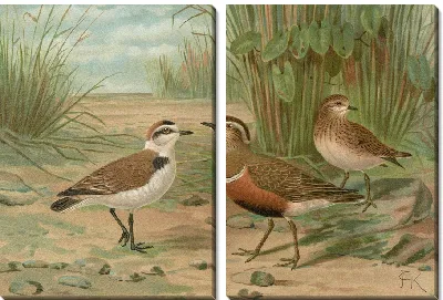 Харадрий александринус, Харадрий моринеллус