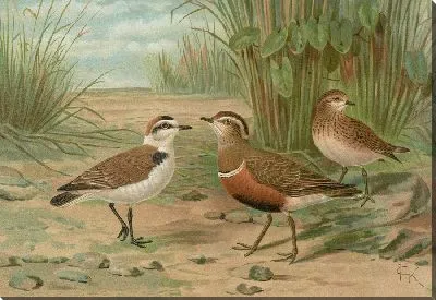 Харадрий александринус, Харадрий моринеллус